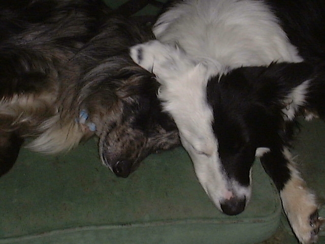 My Boys- Phantom and Moemoe